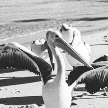 Load image into Gallery viewer, Are You A Pelican Or A Pelican&#39;t?