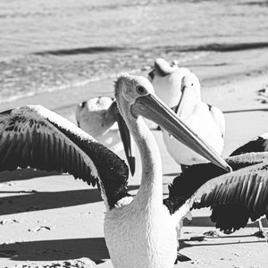 Are You A Pelican Or A Pelican't?