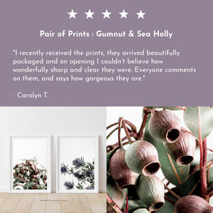 Pair of Prints : Gumnut & Sea Holly