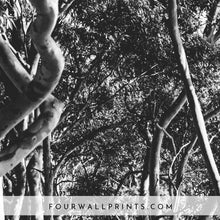 Load image into Gallery viewer, Eucalyptus Trees