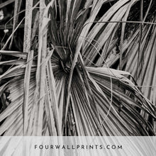 Load image into Gallery viewer, Dried Palm Leaves (B&amp;W)