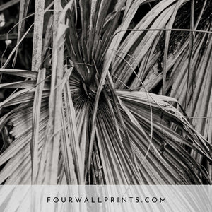 Dried Palm Leaves (B&W)