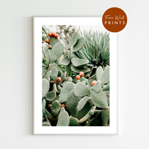 Prickly Pear #4