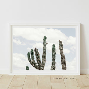 Cactus No.1
