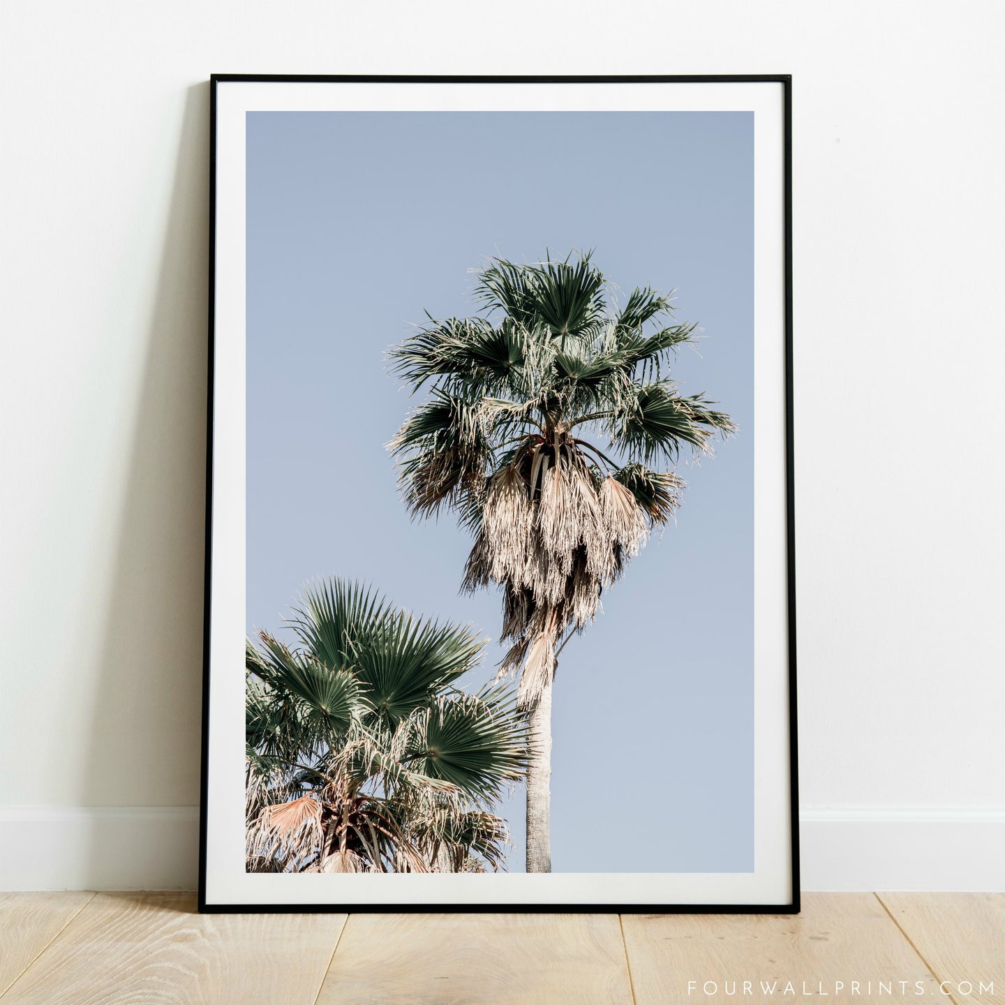 Fan Palms No.1