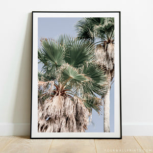 Fan Palms No.2