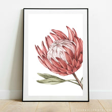 Load image into Gallery viewer, King Protea On White