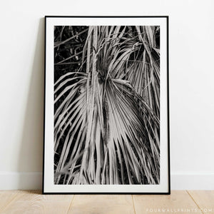 Dried Palm Leaves (B&W)