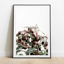 Load image into Gallery viewer, Pair of Prints : Gumnut &amp; Sea Holly