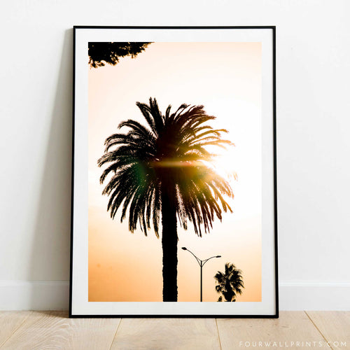 St Kilda Sunrise Palm