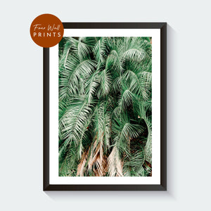 Palm Leaves No.2