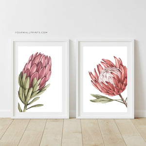 Pair of Prints : Proteas On White