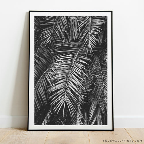 Palm Leaves No.1 (Black & White)